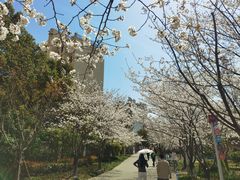 -高东镇樱花园