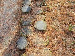 -黄海国家森林公园