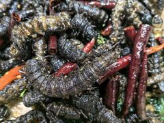 -银生食府·普洱菜(金星店)