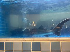 -大河宴椒麻鱼(嘉和园店)