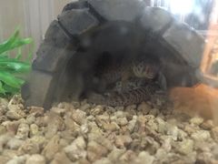 -Rabbit Cafe私房西餐甜点咖啡(栖霞路店)