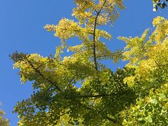 -三里屯东五街银杏大道