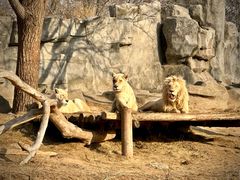 -北京野生动物园