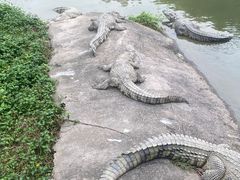 -广州长隆飞鸟乐园