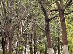 -东平国家森林公园
