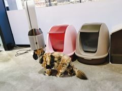 -瞄一喵猫咖(格力海岸店)