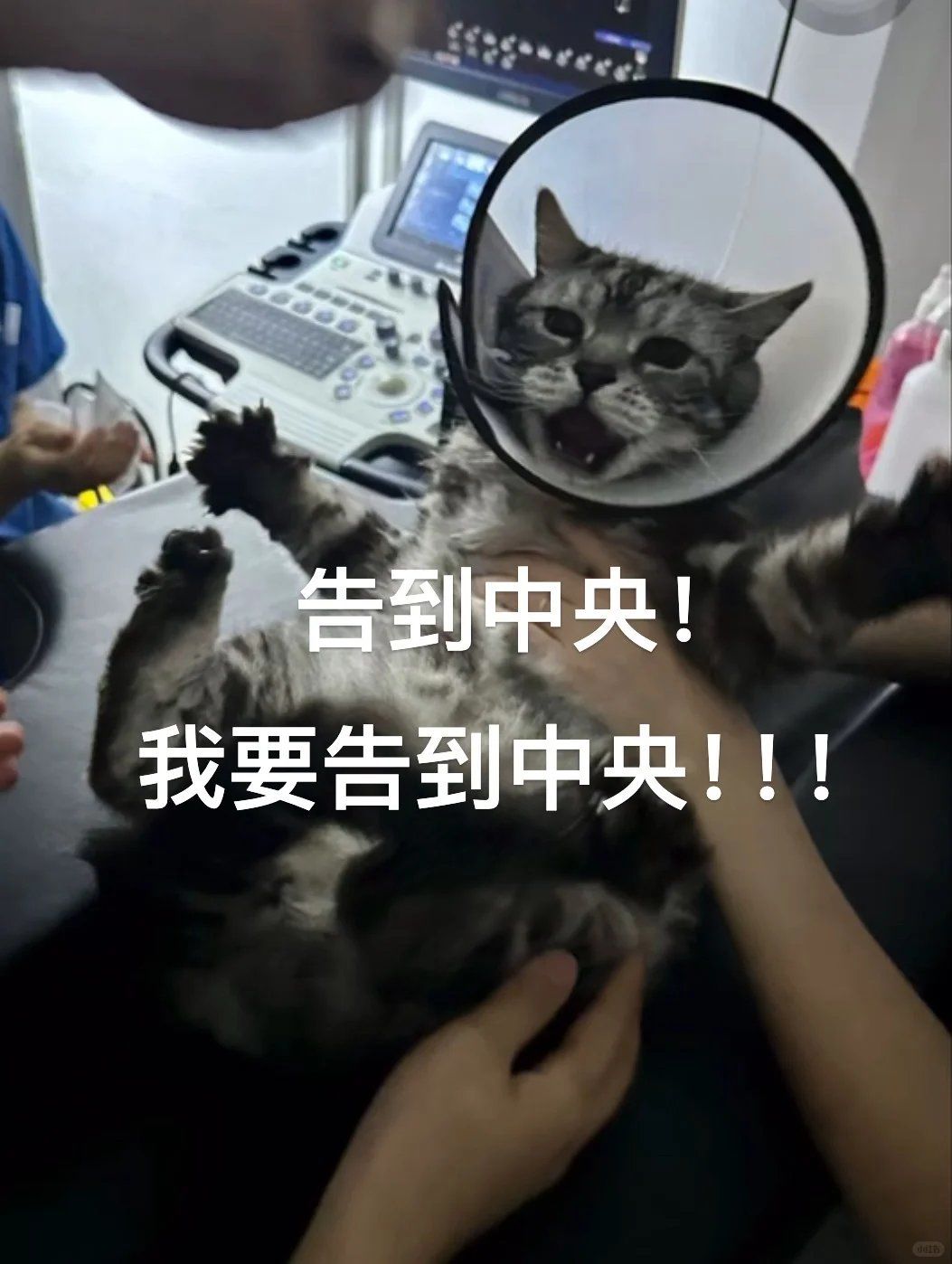 告到🀄️央!我要告到🀄️央!