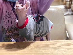 -藏猫猫咖啡主题馆(中央大道店)