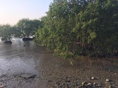 -宝安西湾红树林湿地公园