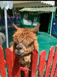 -萌宠亲子动物乐园(槐房万达店)