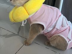 -凯瑞希宠物医院·狂犬免疫·微创·皮肤科