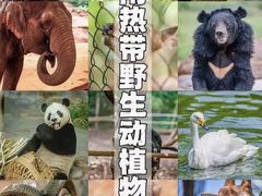 -海南热带野生动植物园