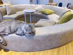 -啵啵喵·猫咖(攀华国际店)
