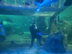 -悉尼海洋生物水族馆