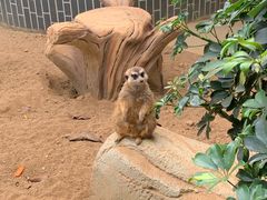 -佛冈森波拉度假区