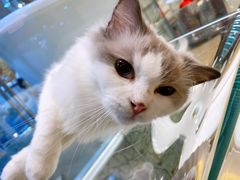 -momokira米努特·德文卷毛猫·棉花面纱犬