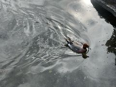 -水前寺成趣园