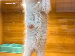 -猫十亿·布偶金渐层·曼基康矮脚猫舍(青年路店)