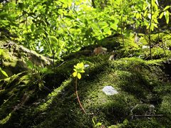-雁荡山风景名胜区