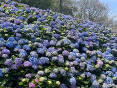 -苏州上方山国家森林公园