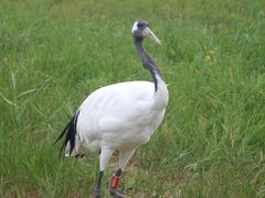 -盐城丹顶鹤湿地生态旅游区