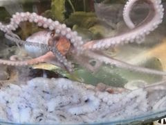 -海岸风情蒸汽海鲜自助餐厅(家宴金手勺店)
