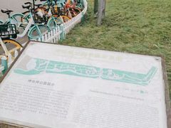 -神仙树公园