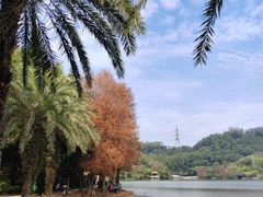 -深圳仙湖植物园