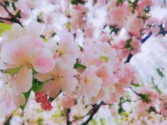 -海棠花溪(元大都城垣遗址公园)