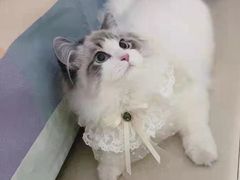 -欣宠猫屋·矮脚拿破仑·蓝金金渐层