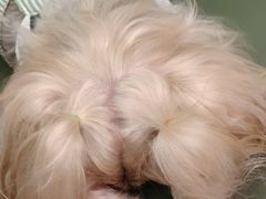 -瑞派动物医院·绝育·犬猫全科·预防医学(光景江南中店)