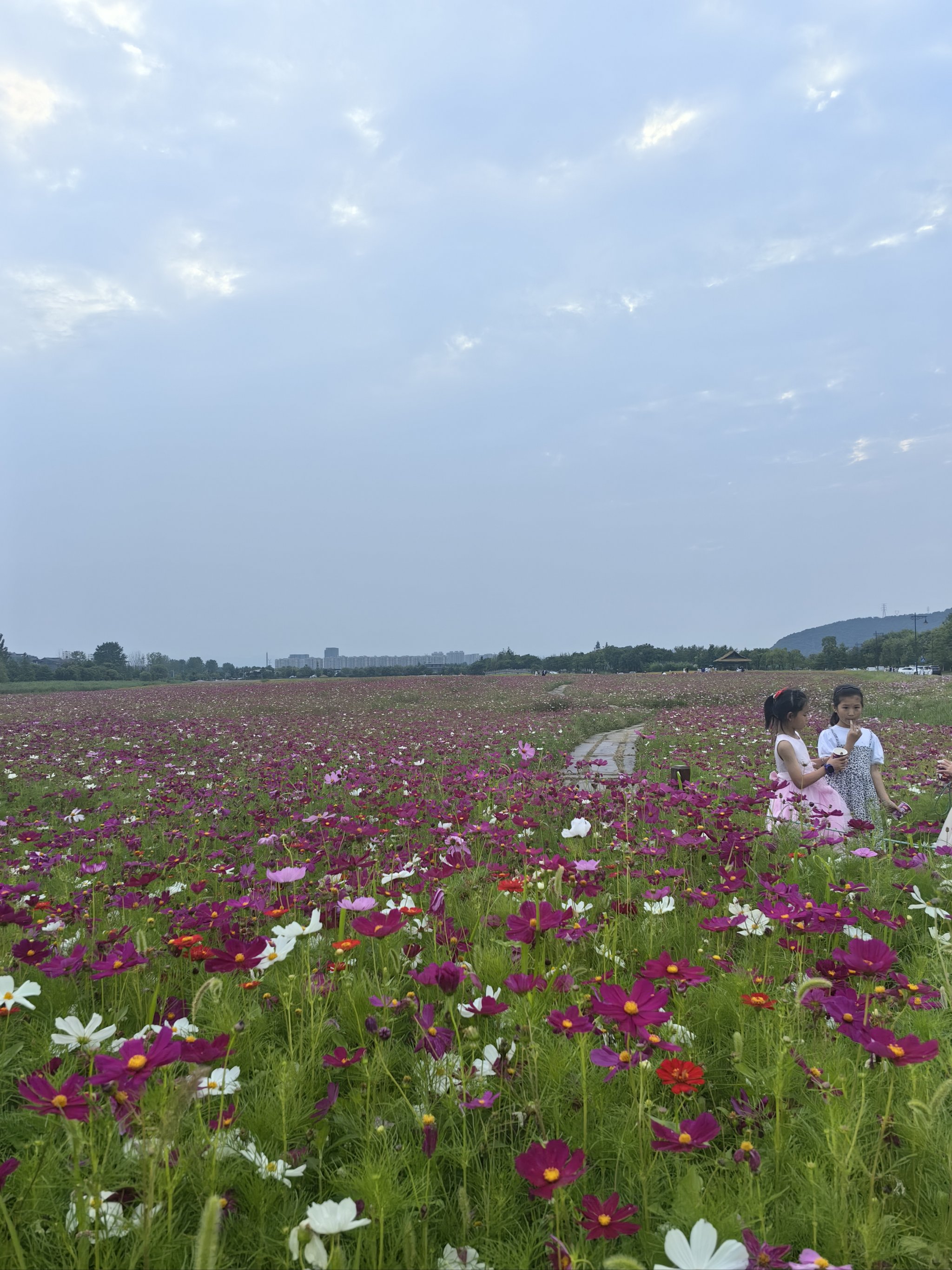 萧山湘湖花海图片