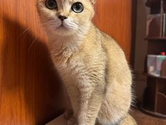 -楼上猫咖(罗湖店)