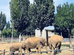 -石家庄市动物园