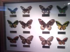 -上海昆虫博物馆