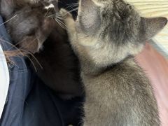 -楼上猫咖(罗湖店)