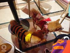-猫色咖啡·猫咖