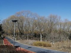 -大兴滨河森林公园