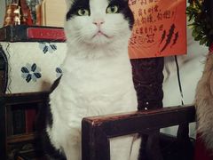 -Anne猫窝咖啡屋
