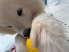 -毛绒耶耶撸宠馆·猫咖·狗咖·荷兰猪咖
