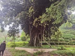 -象头山国家级自然保护区