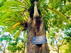 -深圳仙湖植物园
