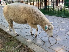 -神户市立六甲山牧场