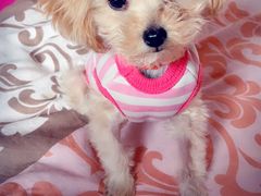 -西安京西宠物医院·瘫痪·疑难杂症