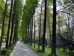 -上海滨江森林公园