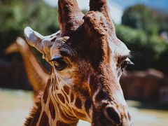 -杭州野生动物世界