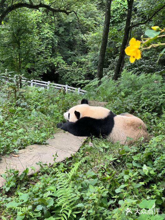 中国大熊猫保护研究中心雅安碧峰峡基地图片