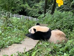 -中国大熊猫保护研究中心雅安碧峰峡基地
