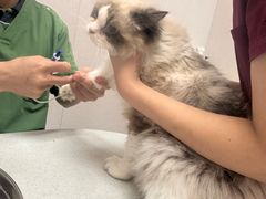 -瑞鹏宠物医院·骨科·猫科·内科(第一中心)