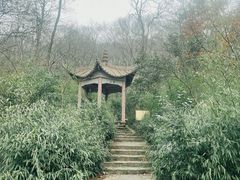 -紫金山山顶公园